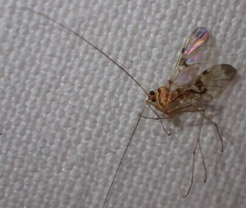 Réf. 215 877 : Macrocera phalerata